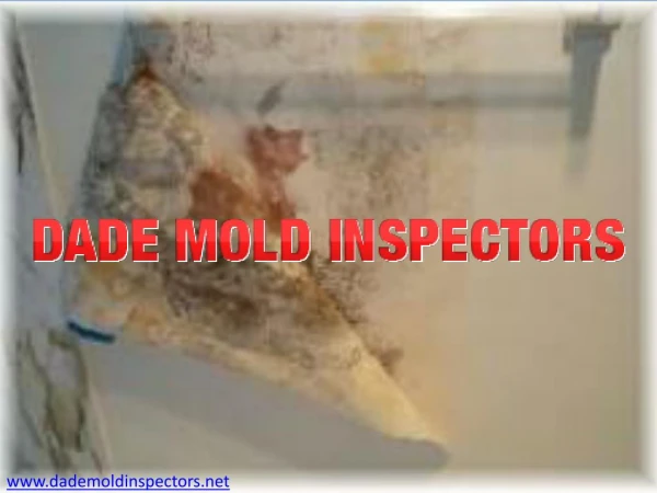 Mold Inspection Fort Lauderdale | Dade Mold Inspectors