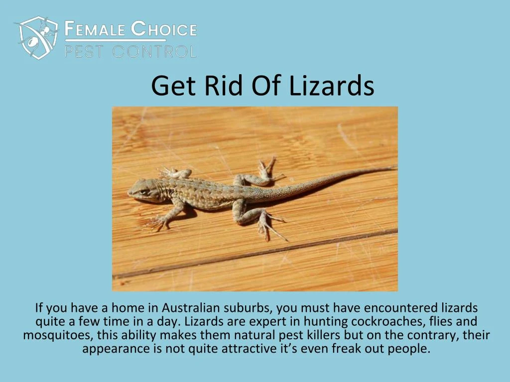 get rid of lizards