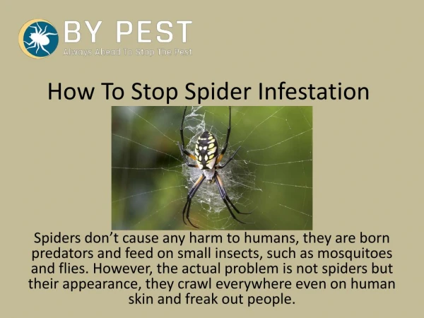 How To Stop Spider Infestation
