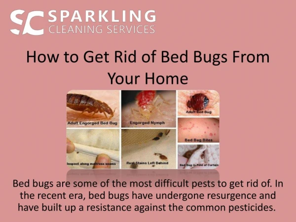 How to Get Rid of Bed Bugs From Your Home