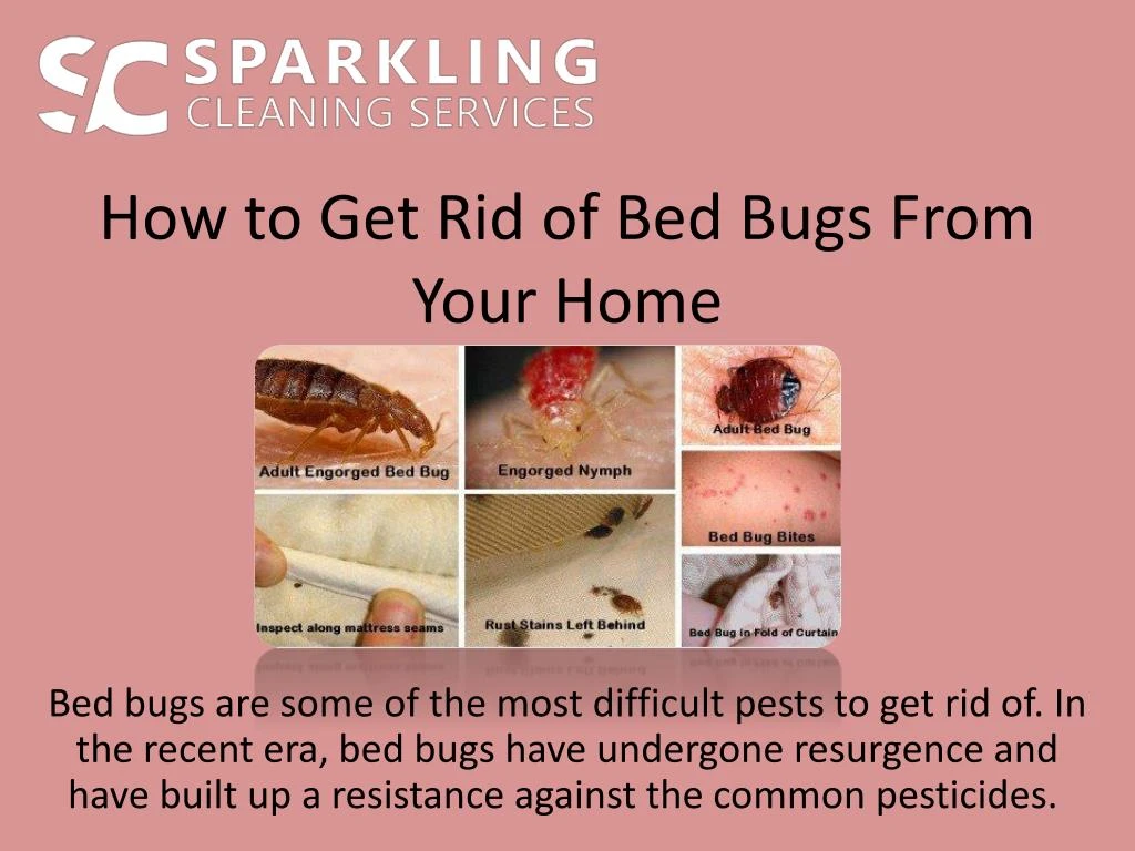how to get rid of bed bugs from your home