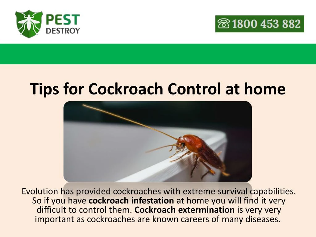 tips for cockroach control at home