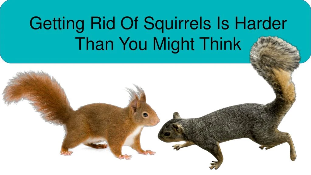 getting rid of squirrels is harder than you might