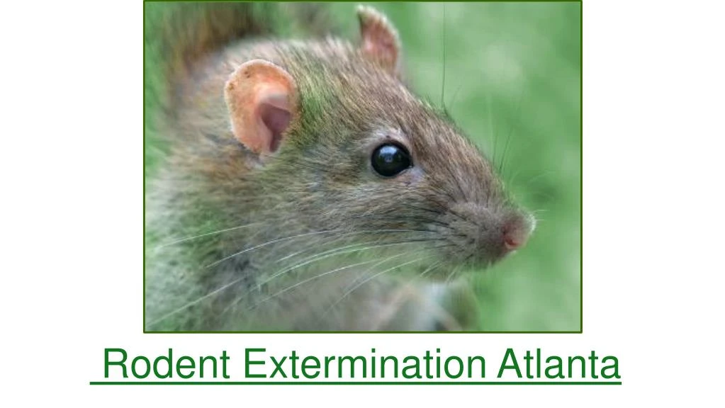 rodent extermination atlanta