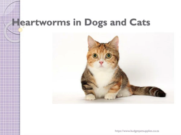 Heartworms in dogs and cats