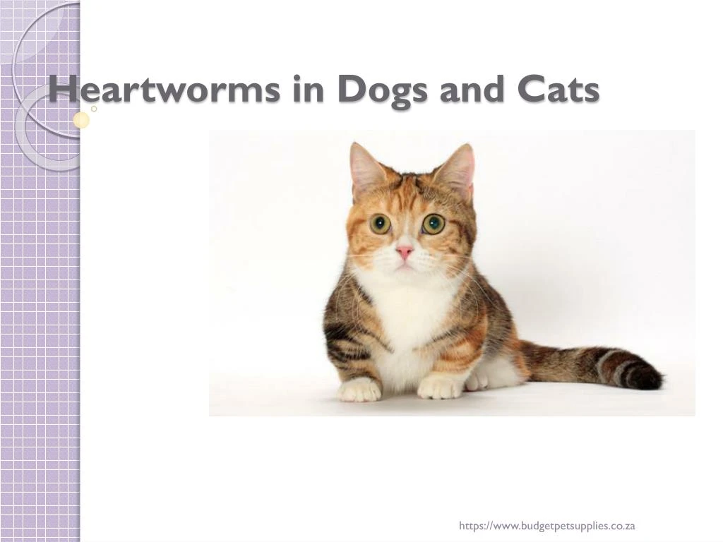heartworms in dogs and cats