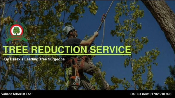 Tree Reduction Service in Essex - Valiant Arborist