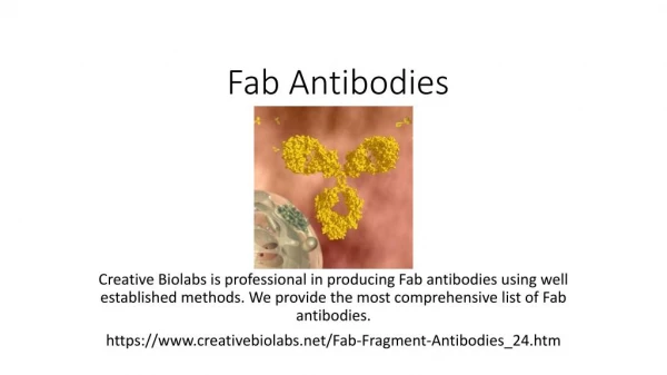 Fab Antibodies