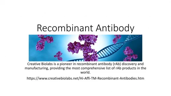 Recombinant Antibody