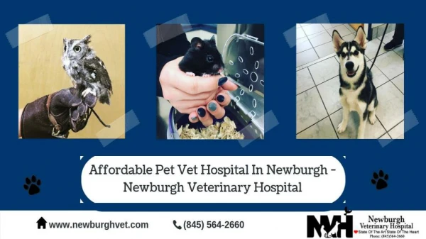 Affordable Pet Vet Hospital In Newburgh - Newburgh Veterinary Hospital