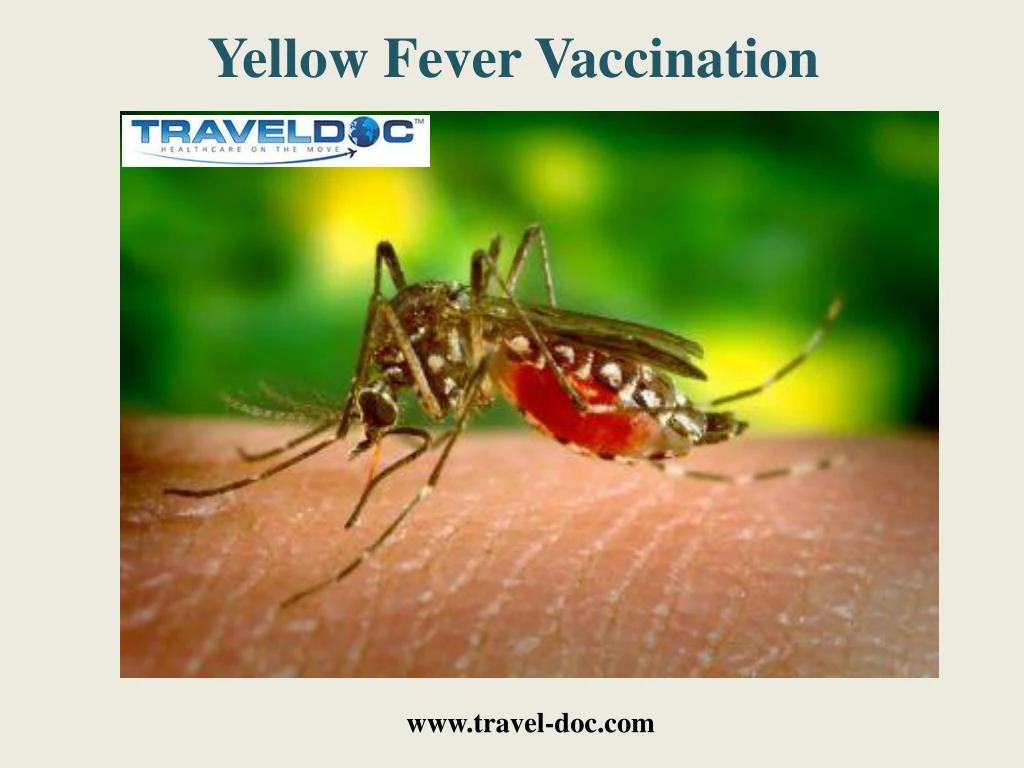 yellow fever vaccination