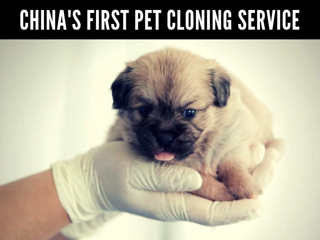 china s first pet cloning service
