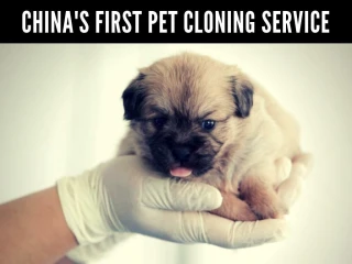 China's first pet cloning service - slide 1