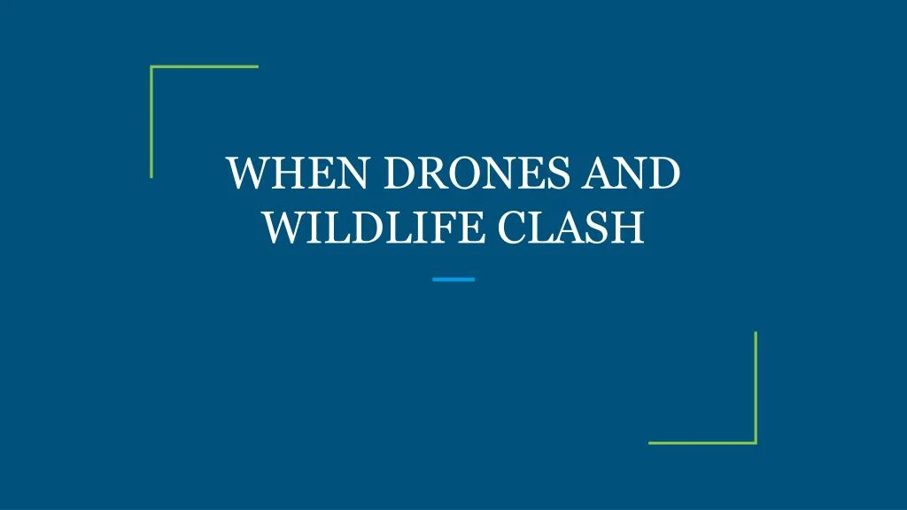 when drones and wildlife clash