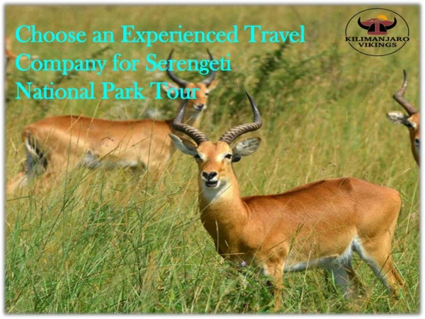 Choose an Experienced Travel Company for Serengeti National Park Tour
