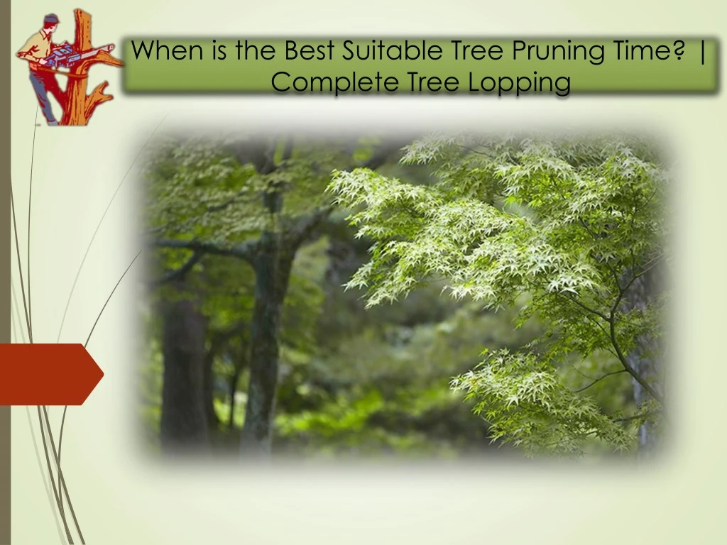 when is the best suitable tree pruning time