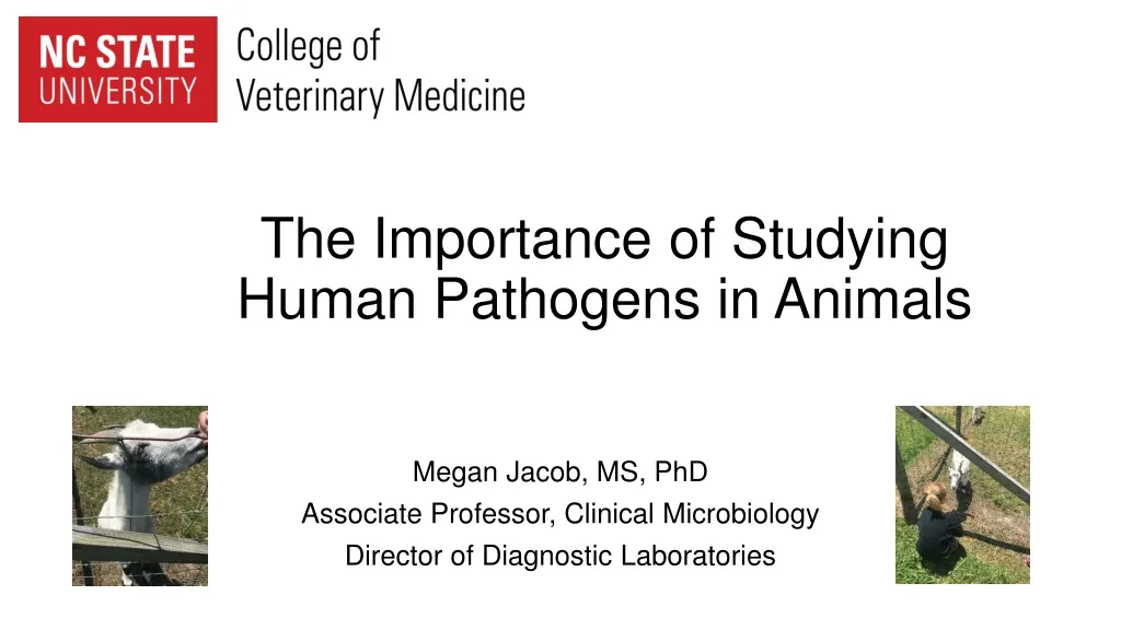 the importance of studying human pathogens in animals