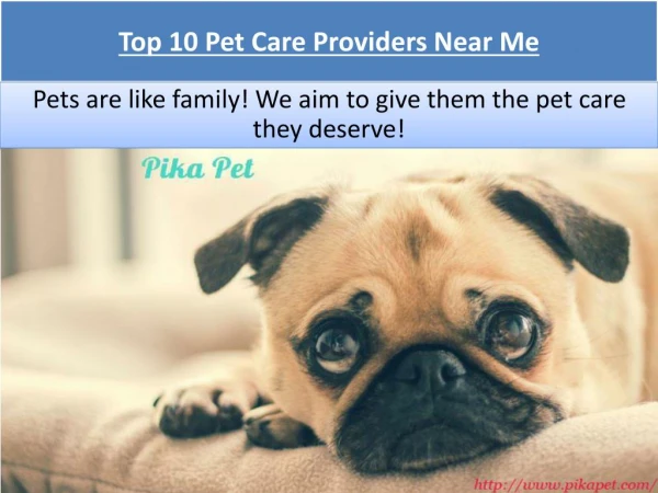 Top 10 Pet Care Providers Near Me