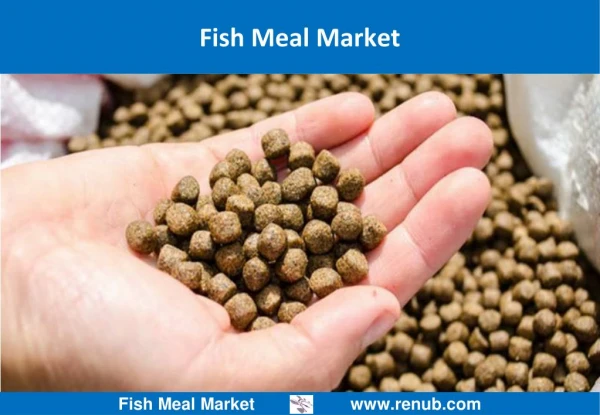 Fish Meal Market Outlook