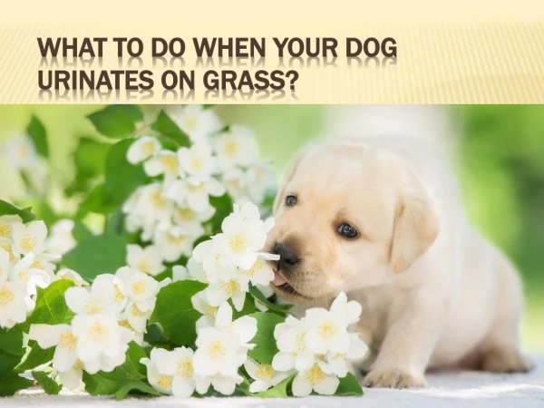 What to Do When Your Dog Urinates on Grass?