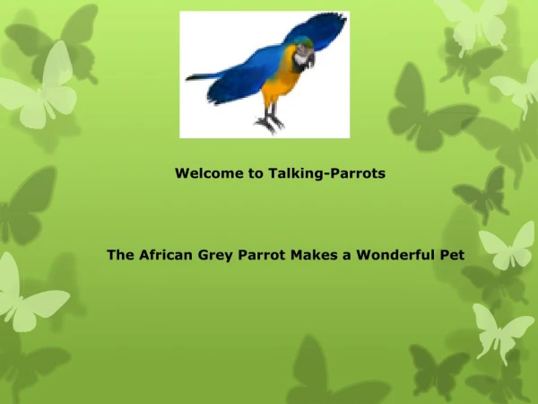 Buy Congo African grey parrot
