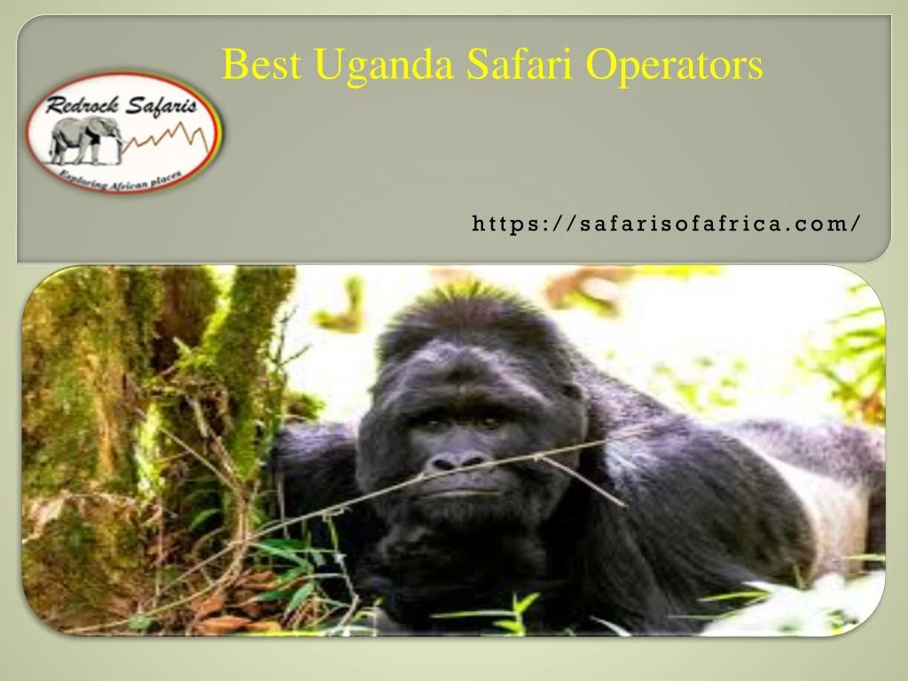 best uganda safari operators