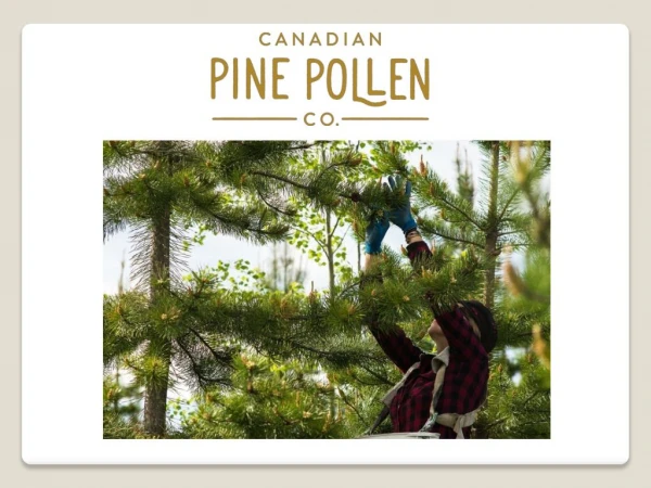 Why choose Canadian Pine Pollen Company
