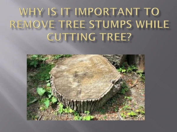 Why is it important to remove tree stumps while cutting tree?