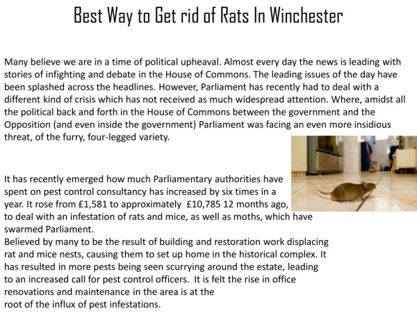 Best Way to Get rid of Rats In Winchester