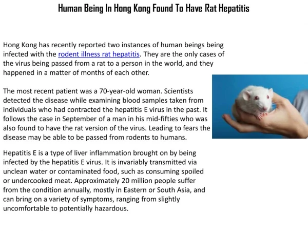 Human Being In Hong Kong Found To Have Rat Hepatitis