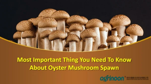 Most Important Thing You Need To Know About Oyster Mushroom Spawn
