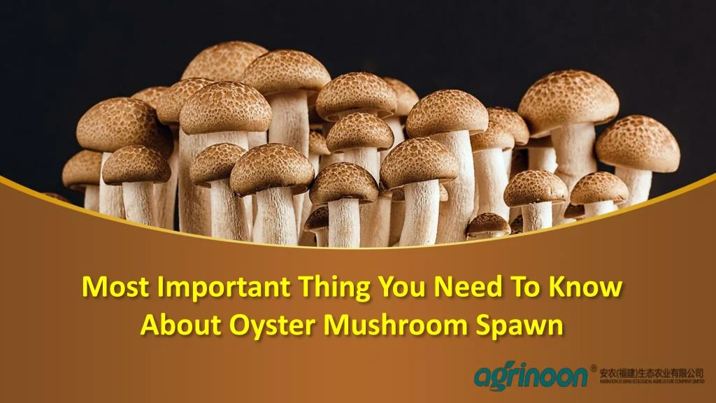 most important thing you need to know about oyster mushroom spawn