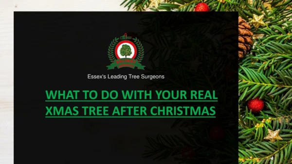 What to do with real xmas tree - valiant arborist