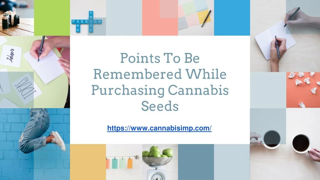 points to be remembered while purchasing cannabis seeds