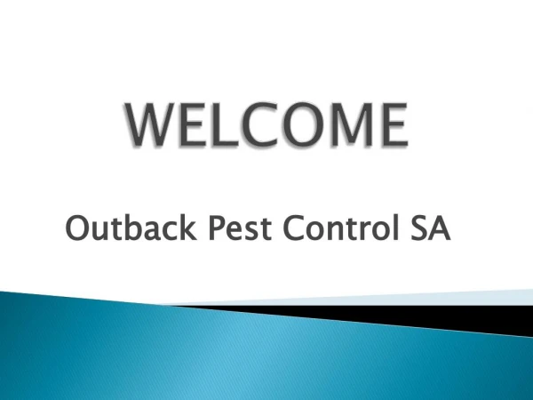Best Pest Control in Plympton
