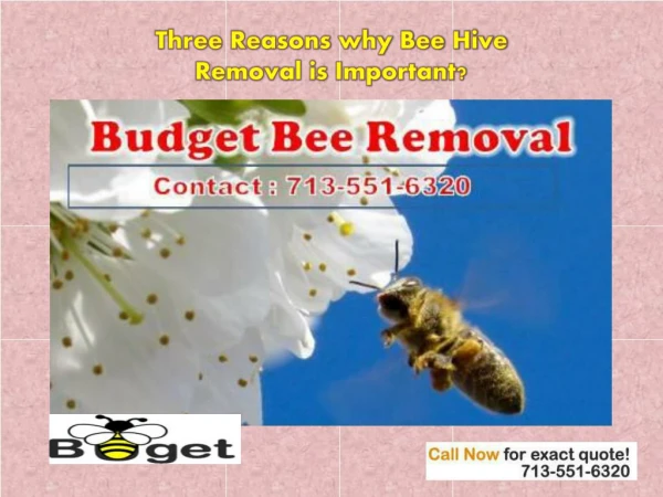 Bee Hive Removal Texas| Budget Bee Control