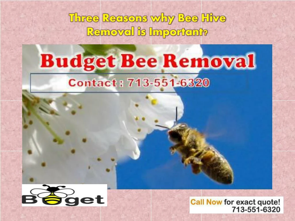 three reasons why bee hive removal is important