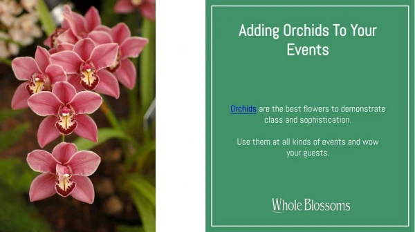 Most Beautiful Orchids for Sale at the Best Price