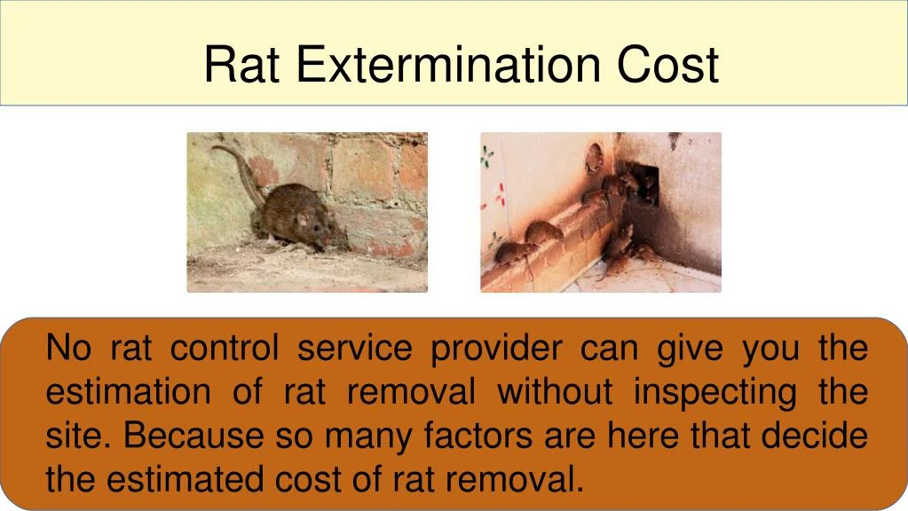 rat extermination cost