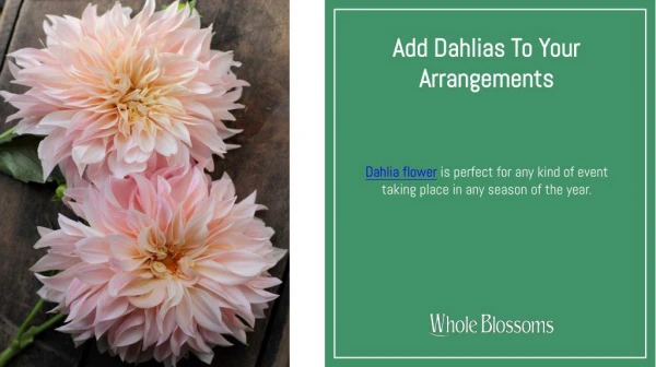 Add Sweetest Dahlias to Your Eye-Catching Flower Arrangements
