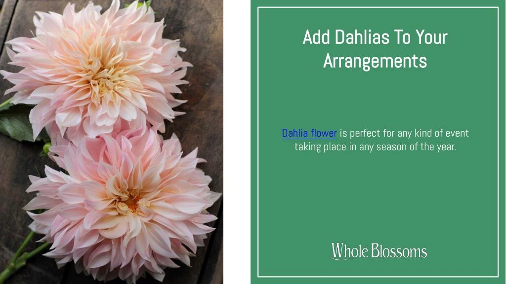 add dahlias to your arrangements