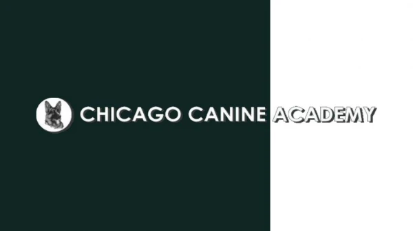 Get The Best Dog Training & Daycare Services In Chicago