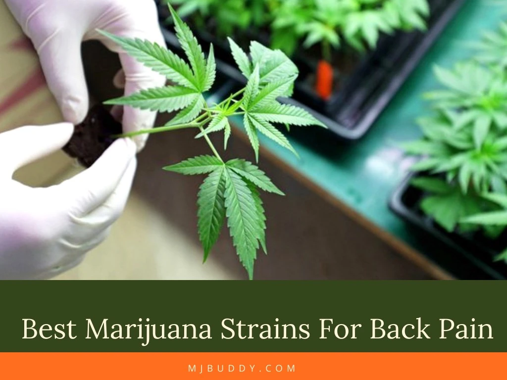 best marijuana strains for back pain