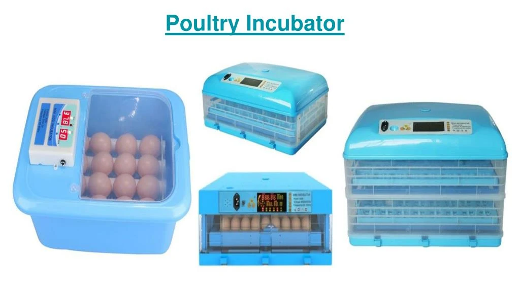 poultry incubator