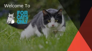 Take Care of Your Cat Properly - slide 1