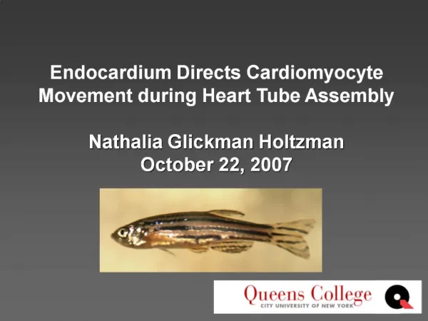 Endocardium Directs Cardiomyocyte Movement during Heart Tube Assembly Nathalia Glickman Holtzman October 22, 2007