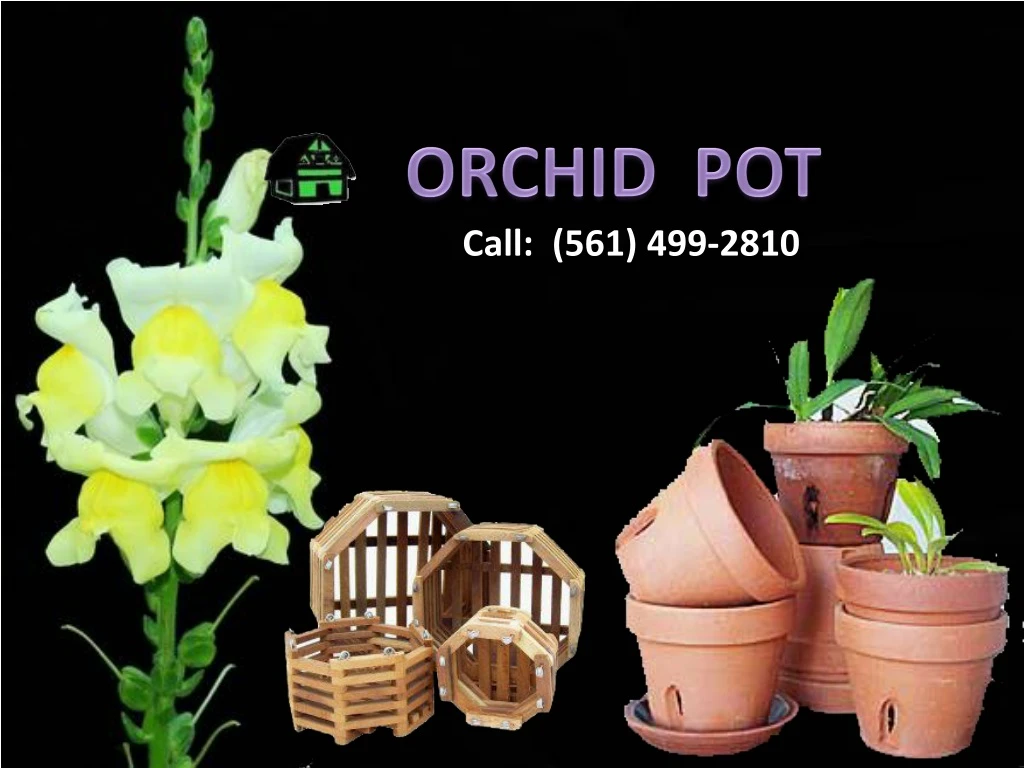 orchid pot