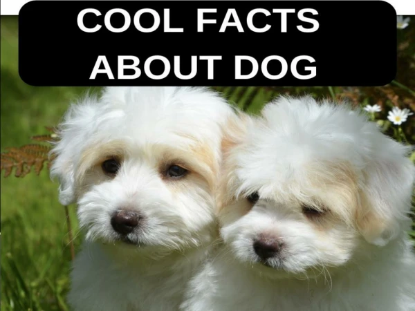 Cool Dog Facts