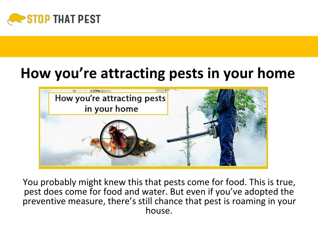 how you re attracting pests in your home