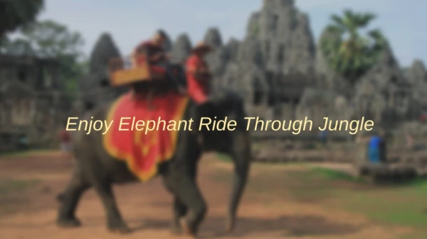 Enjoy Elephant Ride Through Jungle